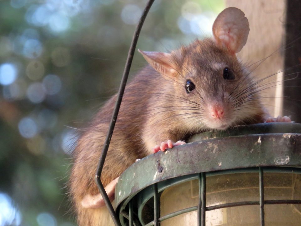 how to get rid of rats