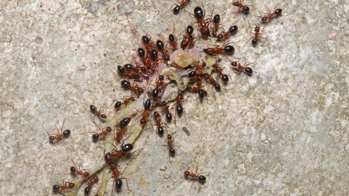 carpenter ants