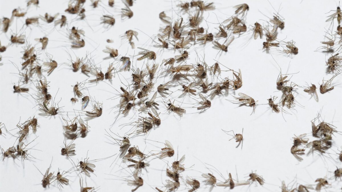 mosquitoes