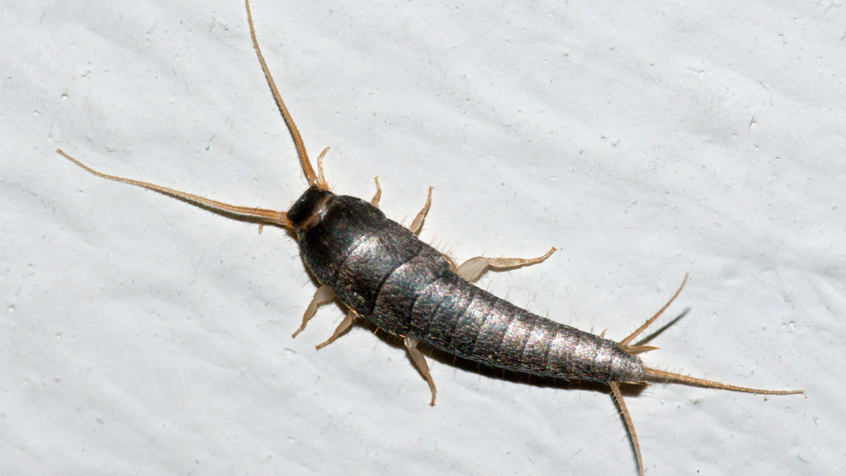 Silverfish