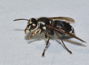baldfaced hornet