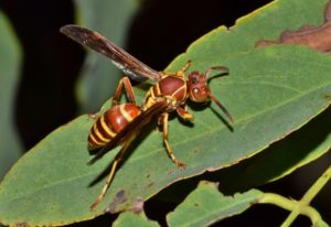 paper wasp