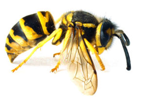 yellowjackets