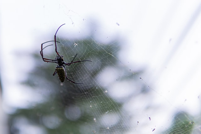 Spider on web
