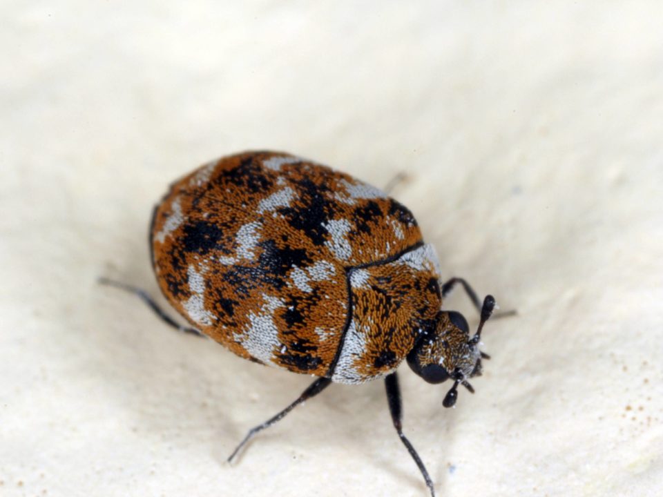 Beetle
