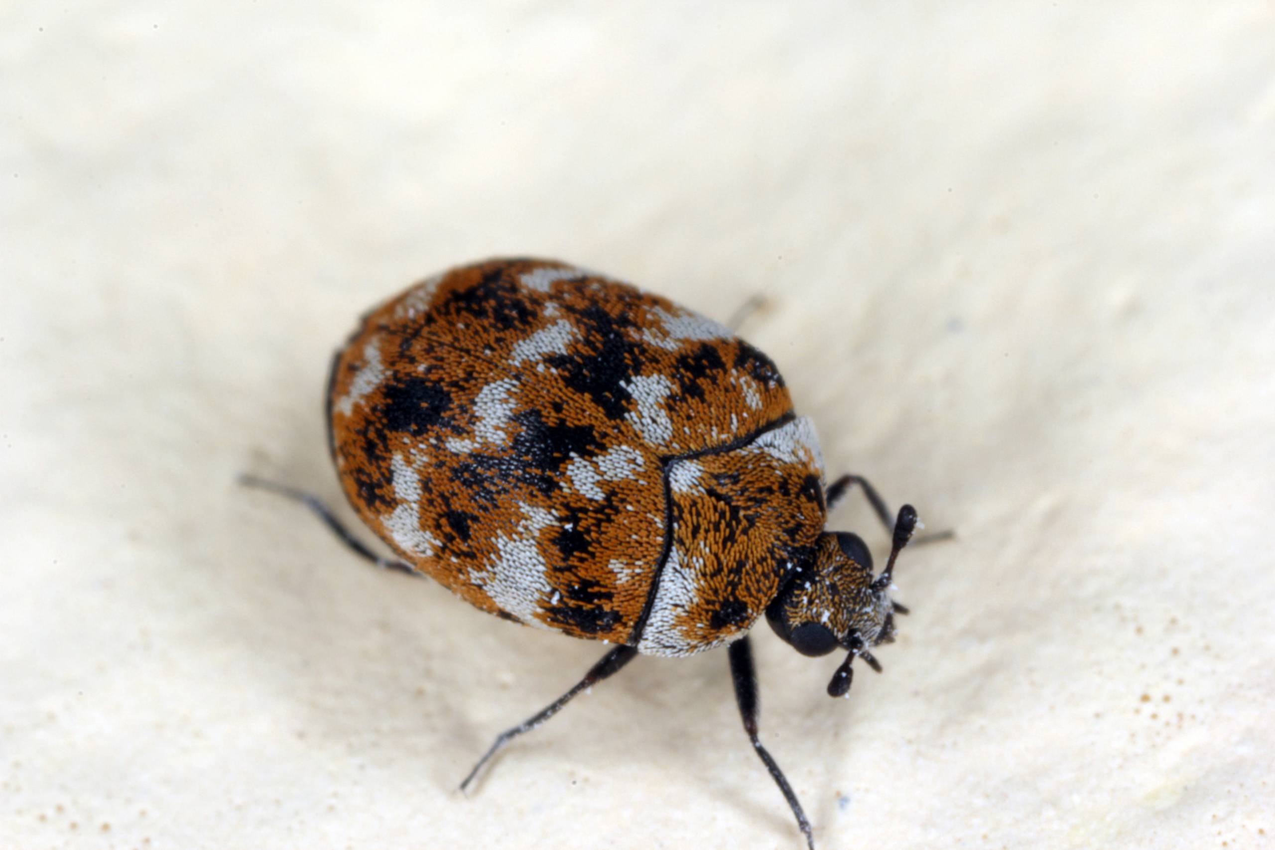 What is a Carpet Beetle and How Did It Get There?