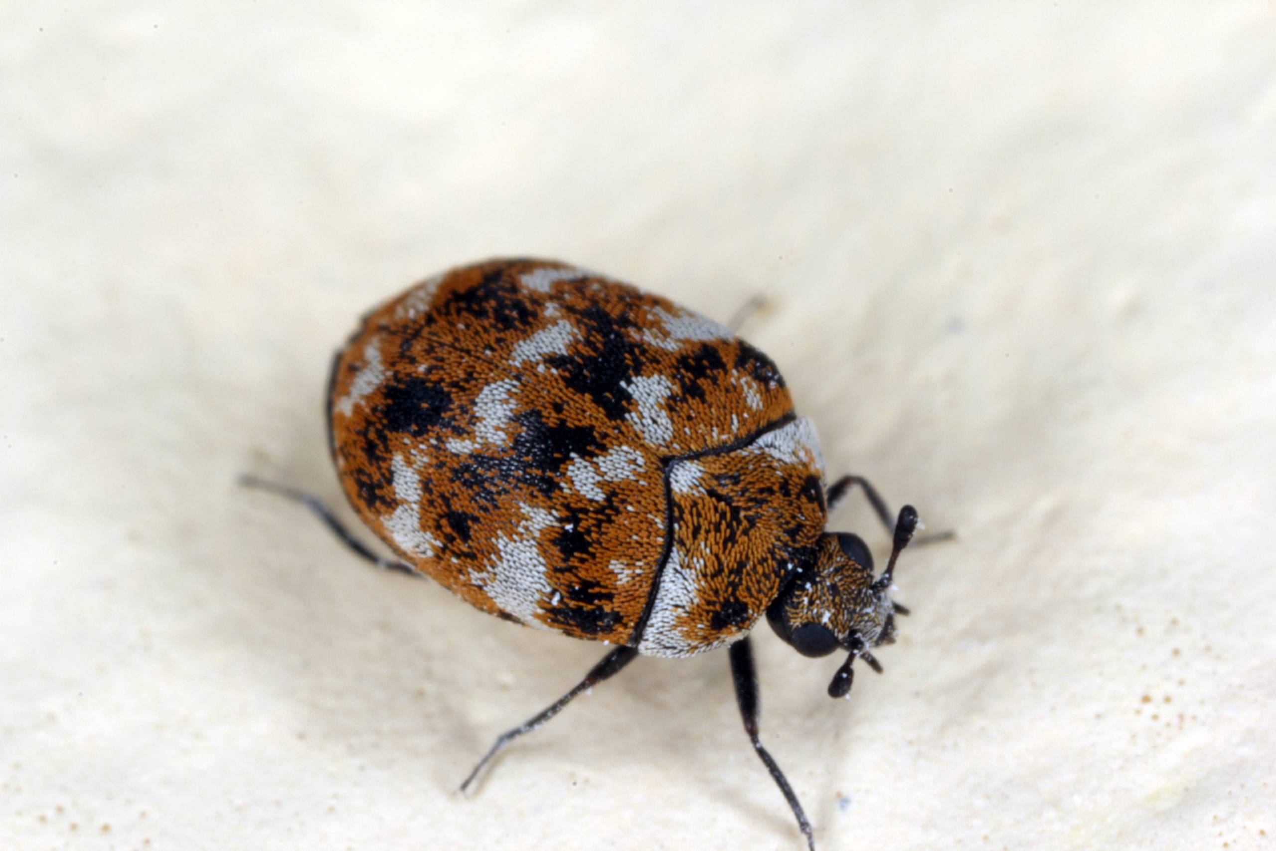 Carpet Beetles In Bed