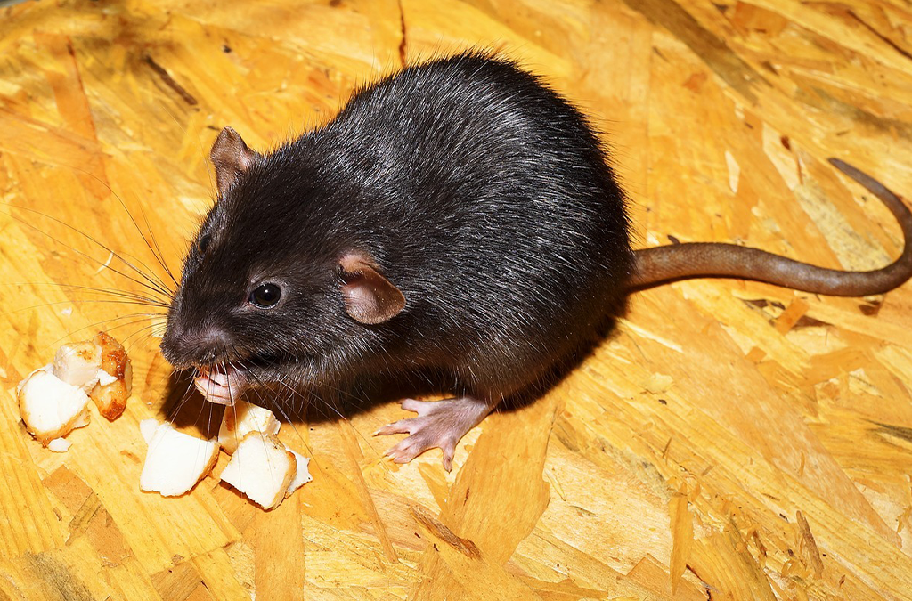 rat eating, rodent, pest