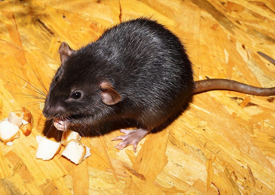 rat eating, rodent, pest