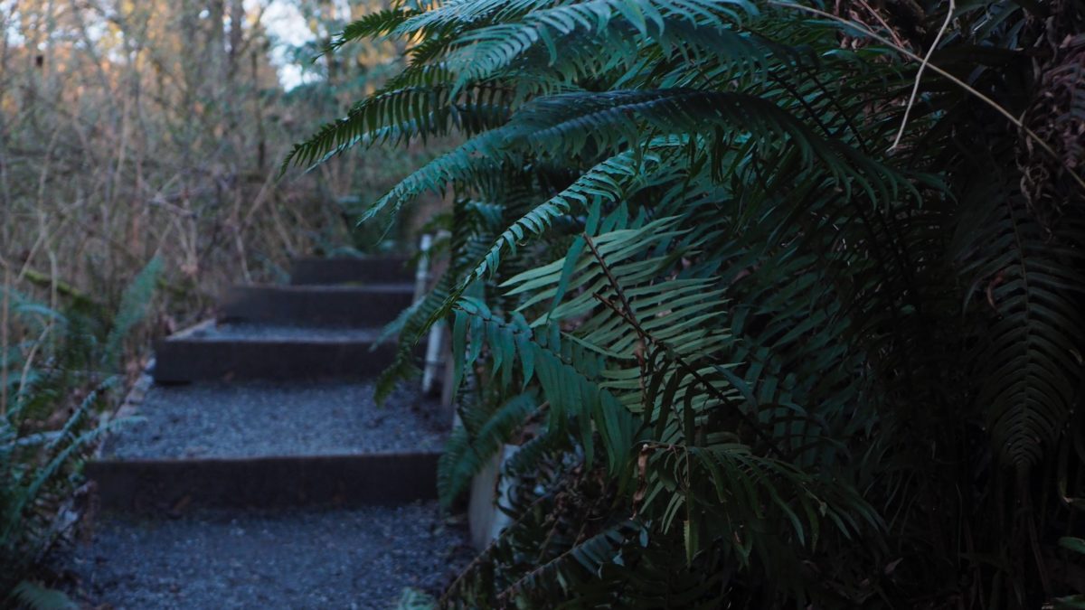 botanical garden
