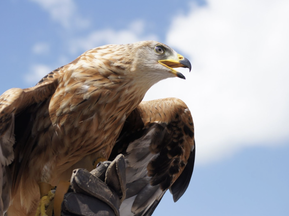 If the Cascades Raptor Center left you wanting to spend more time in nature, then head north to Salem to see the Deepwood Museum and Gardens. This beautiful attraction will further add to your time in Oregon!