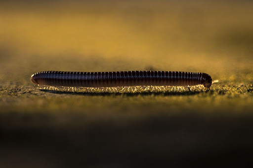 millipede