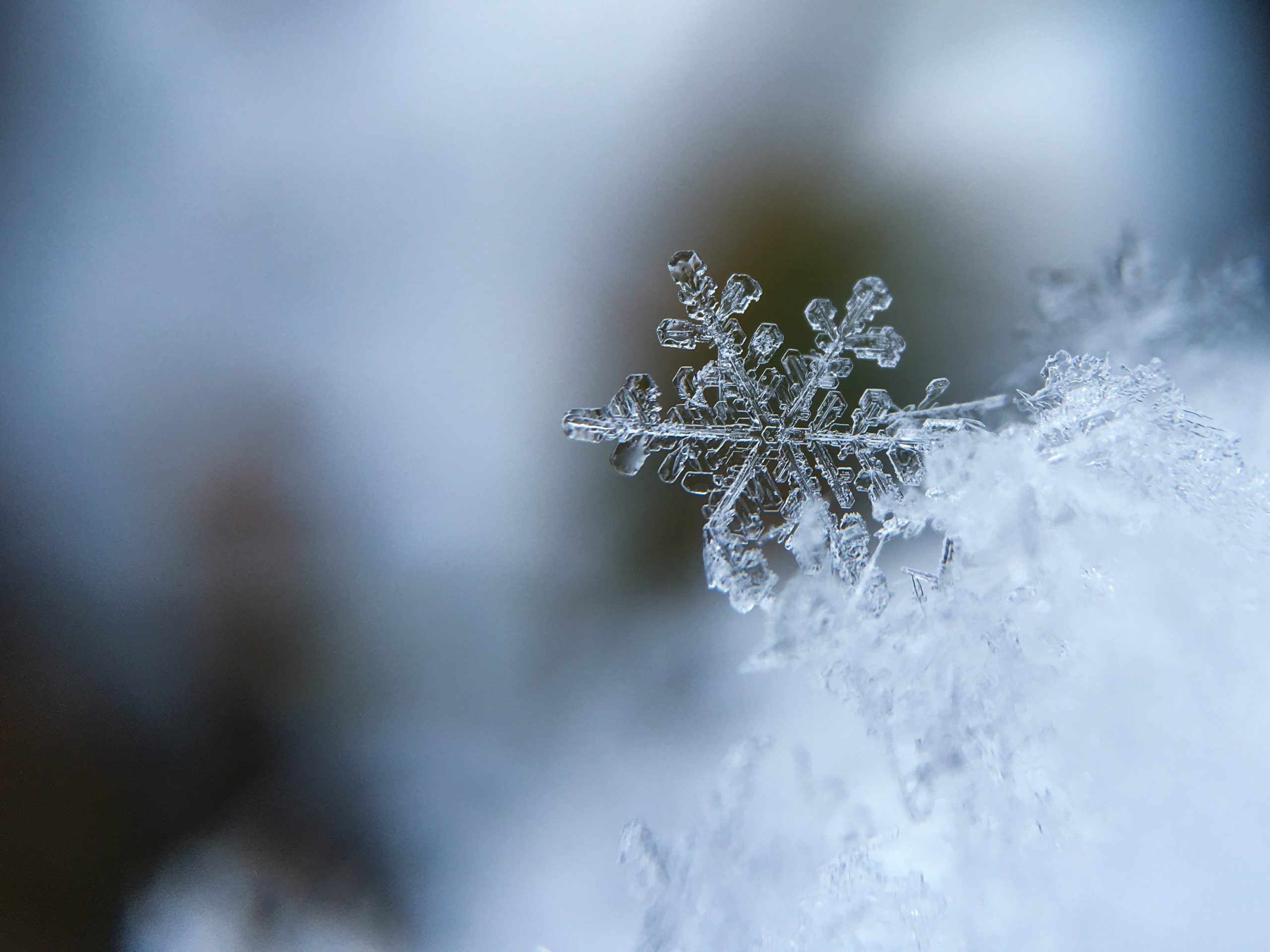 Bugs Expectations in the Winter
