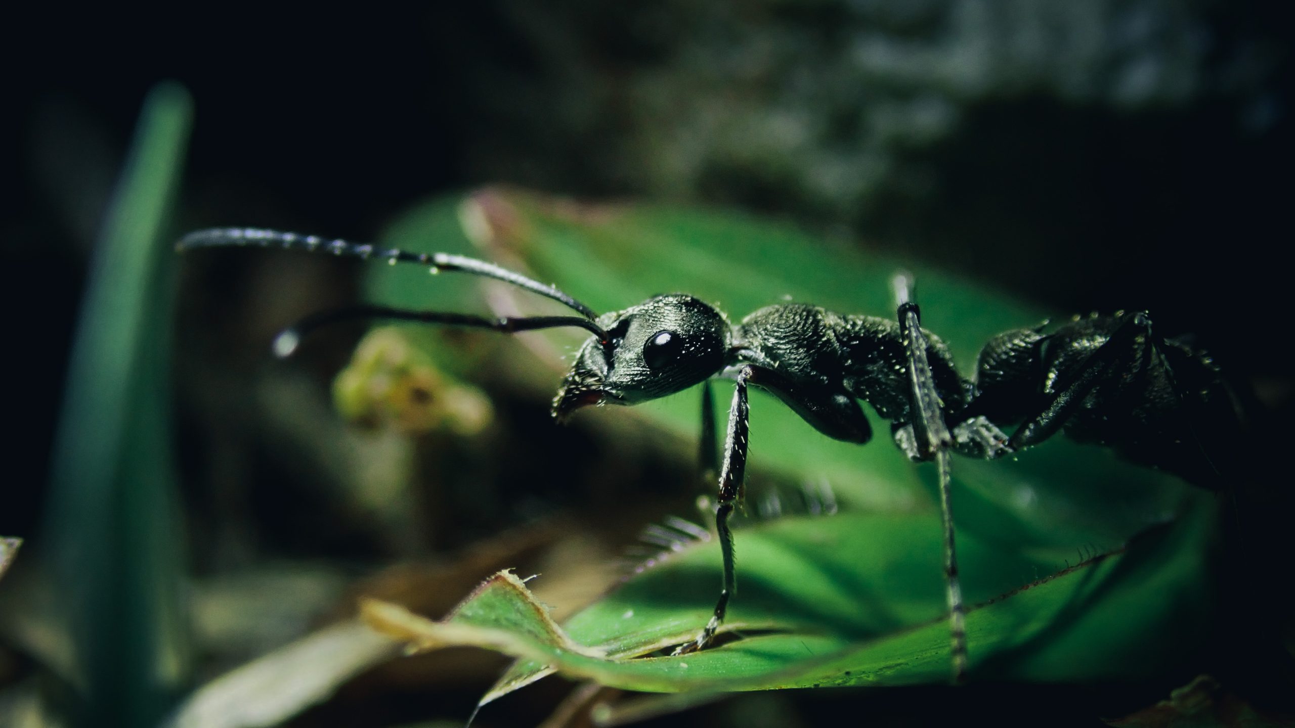 Exterminating and Preventing Ants