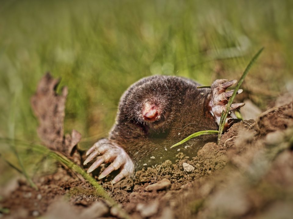 Mole coming out of it's burrow
