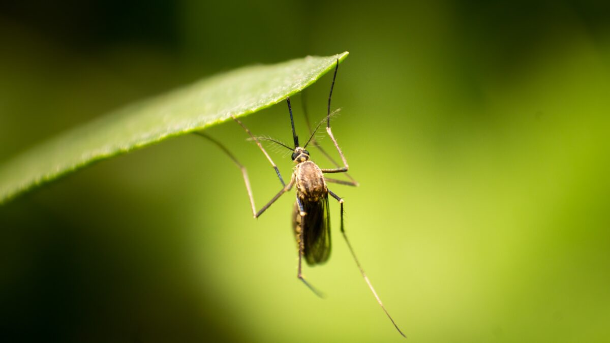 Mosquito on a leaf