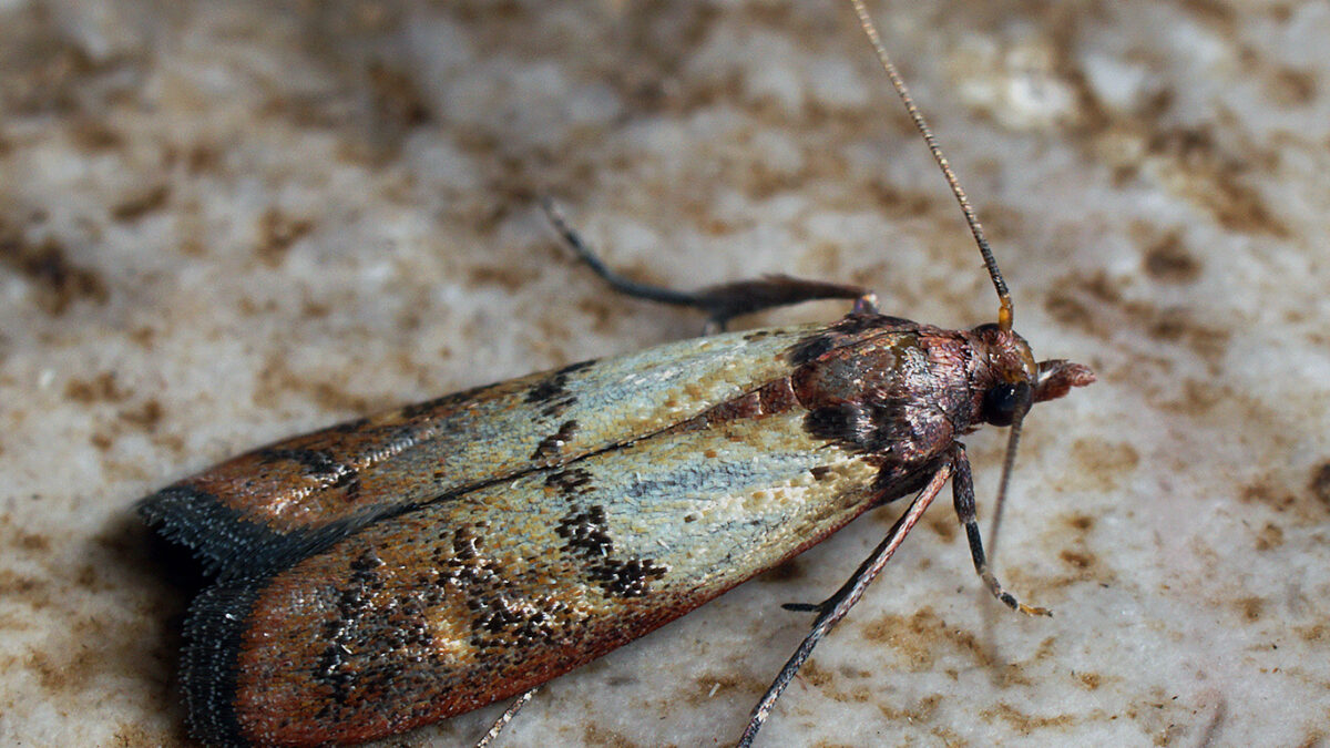 Indianmeal moth (plodia interpunctella)