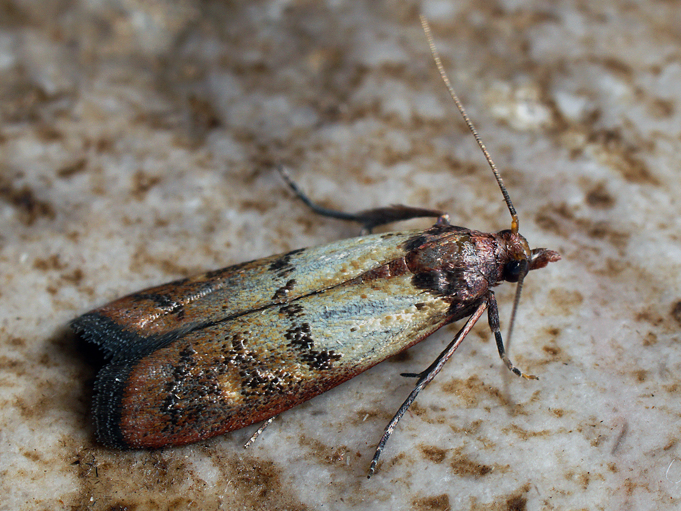 Indian meal moth image