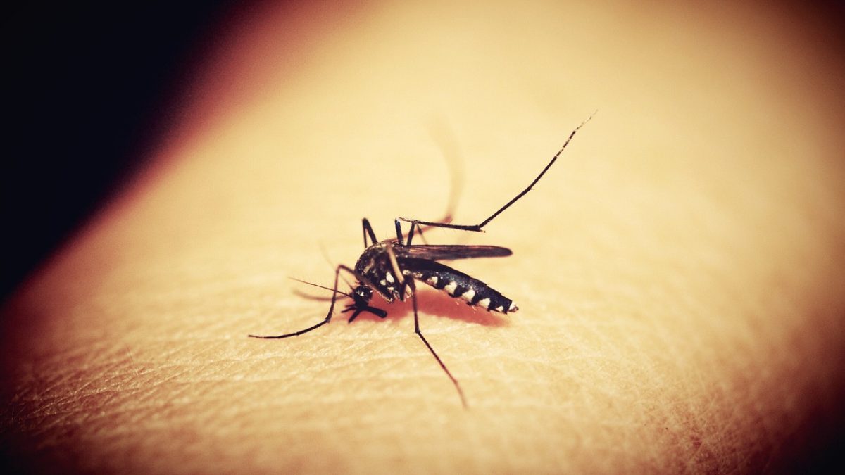 a mosquito on skin