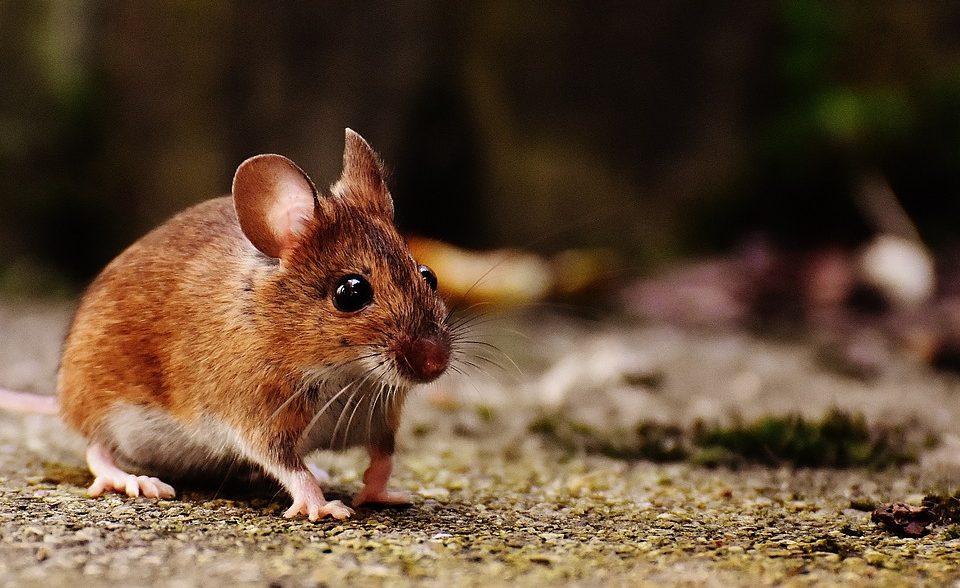 Mouse