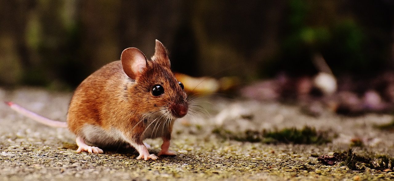 Are Moles Rodents The Myth And The Truth: Unveiling Facts