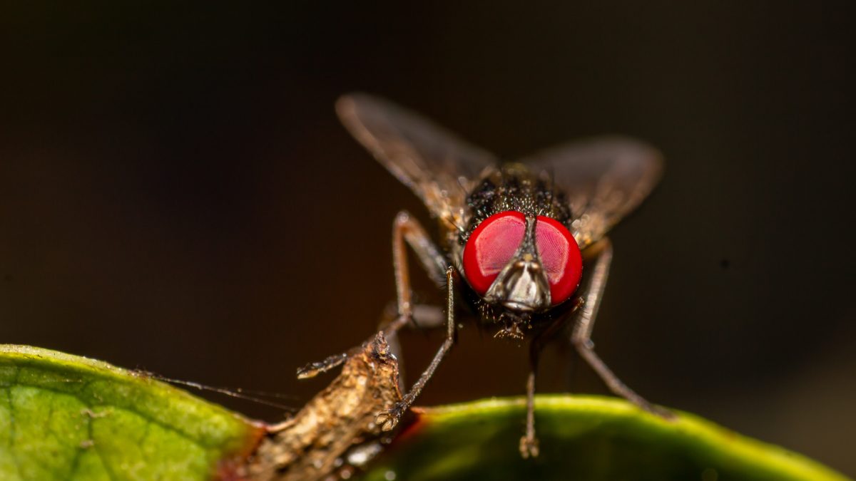 Fly on leaf
