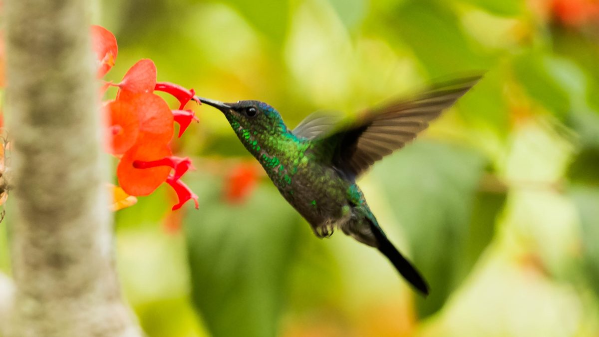 Hummingbird