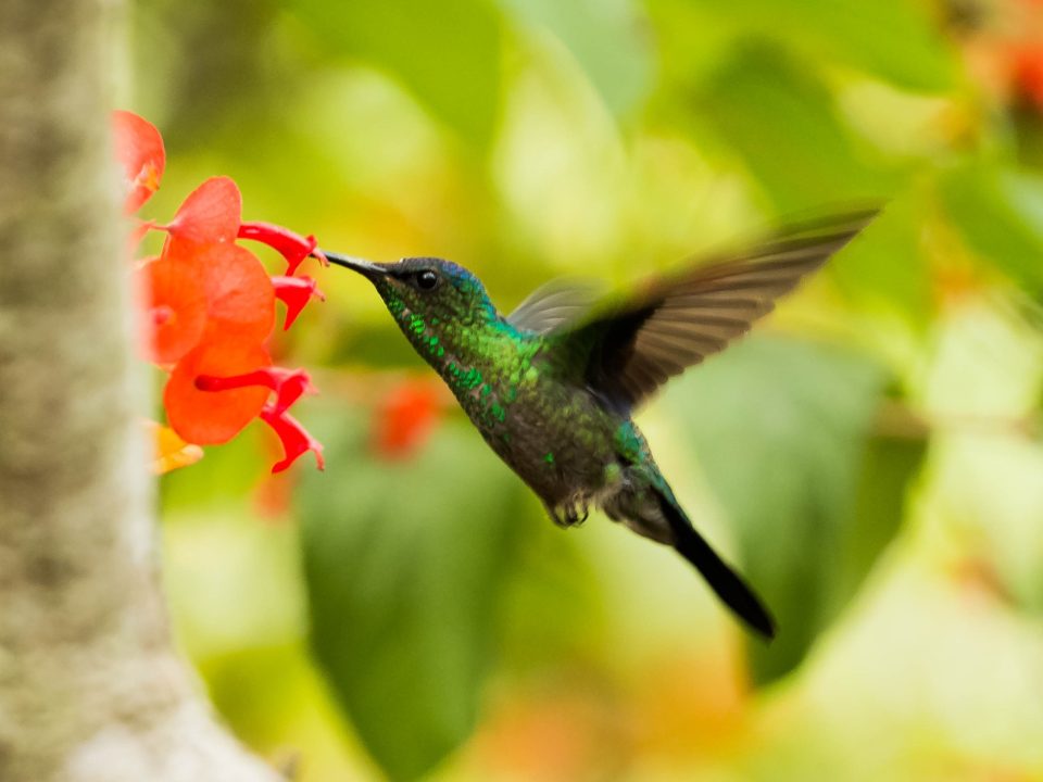 Hummingbird