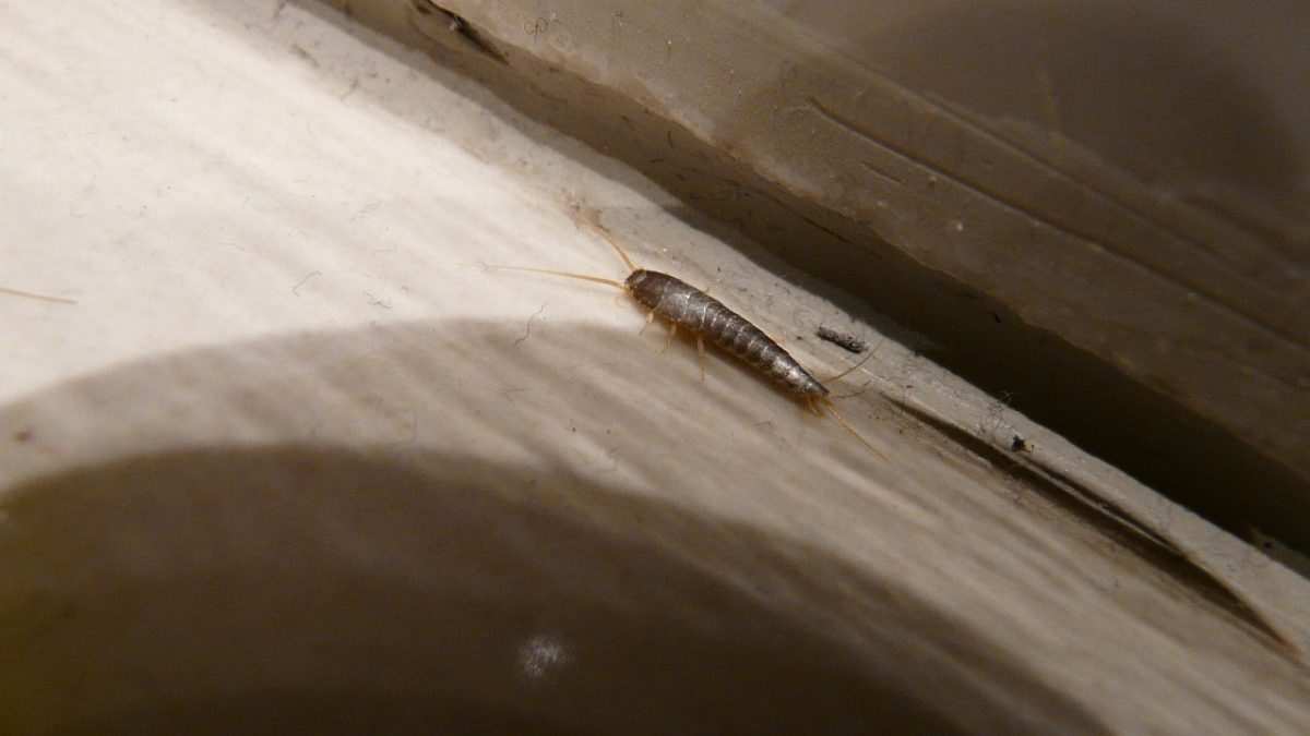 Silverfish