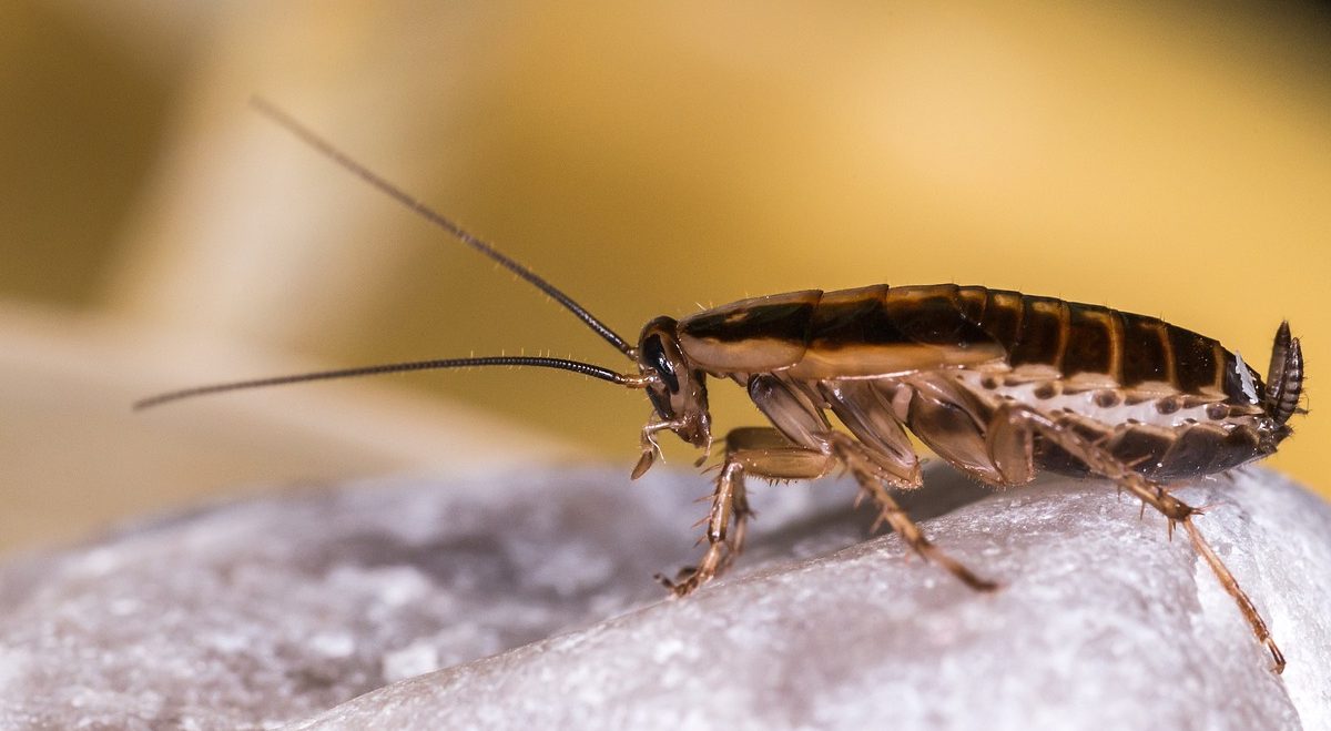German cockroach