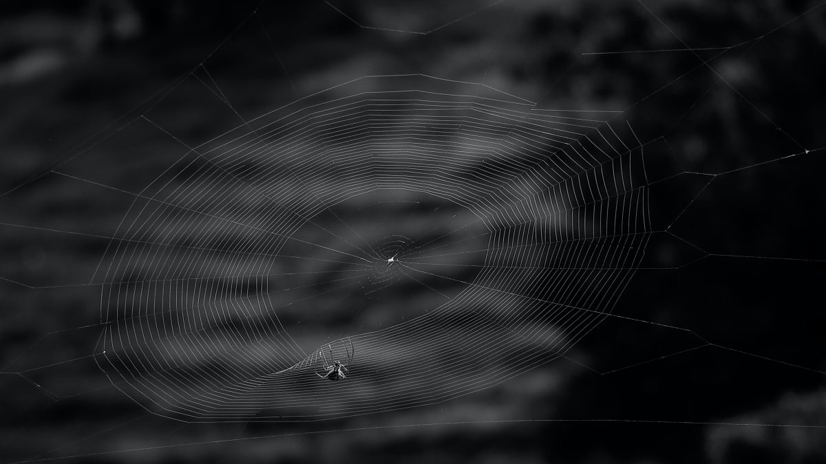 Spider on its web