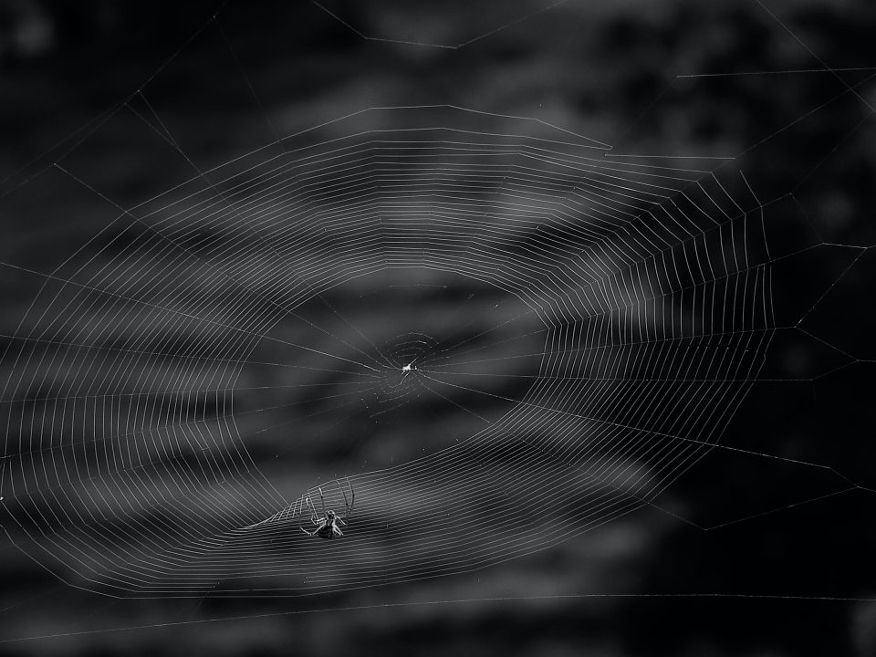 Spider on its web