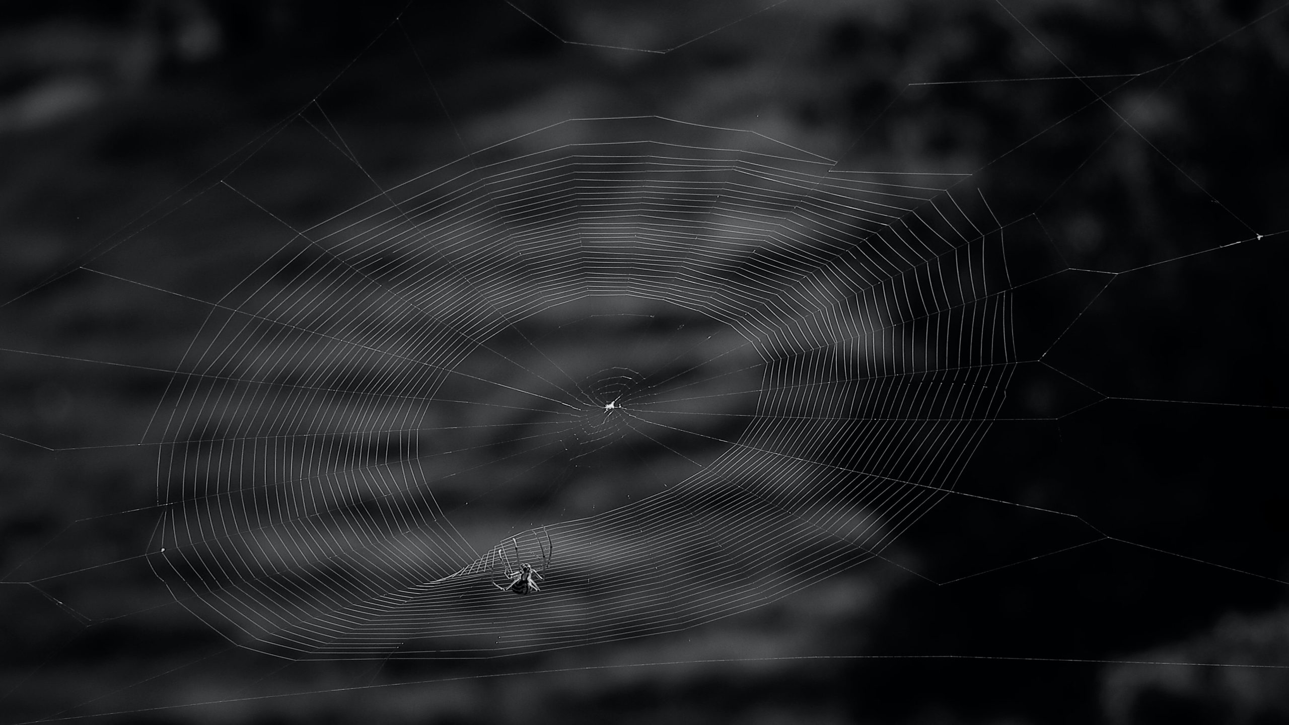 Ways to Avoid Spiders in Your Home this Fall Insight Pest Solutions