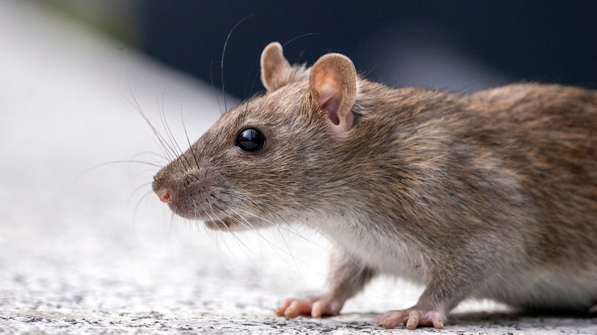 rat
