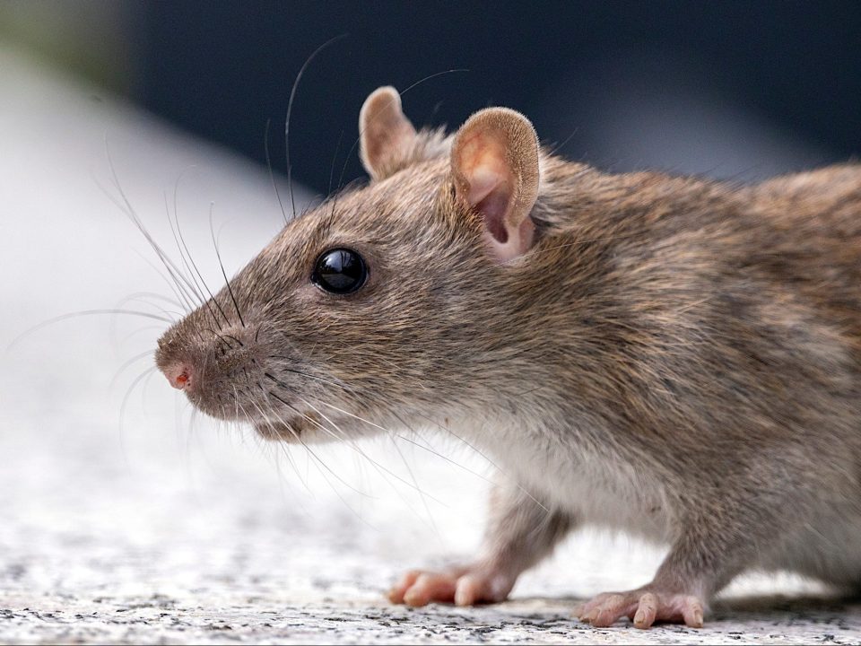 rat