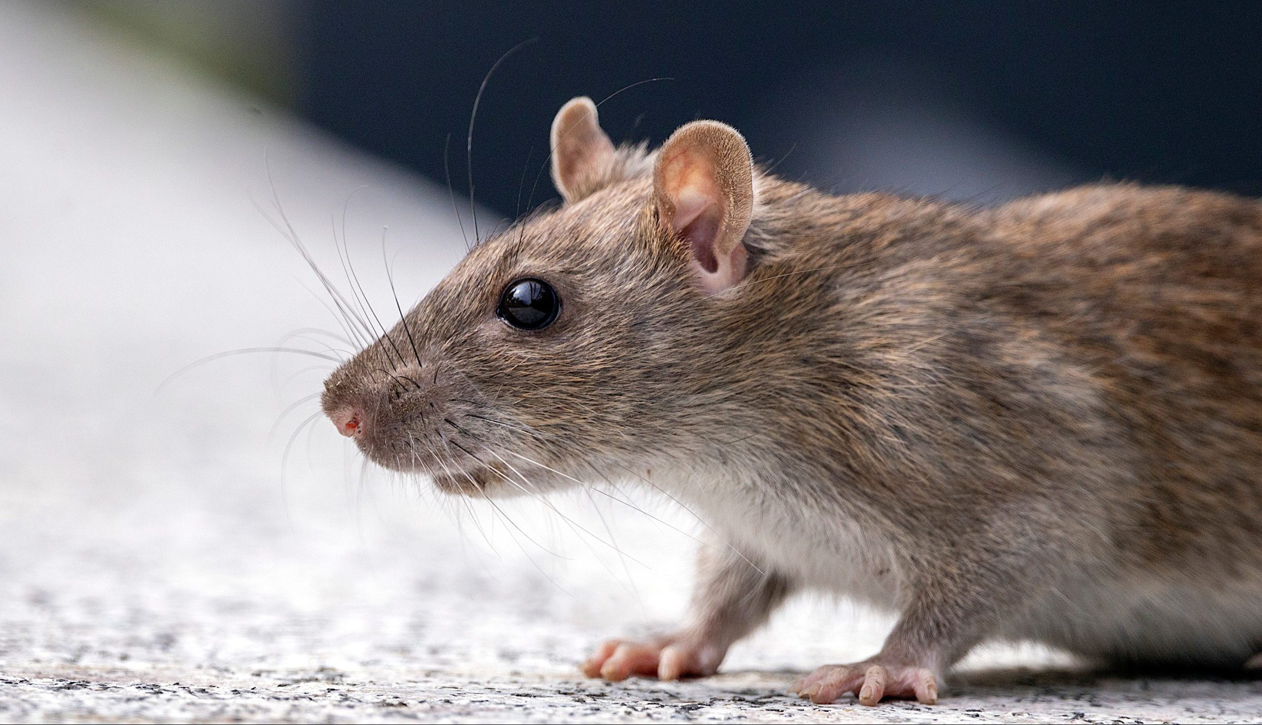 Four Things You Can Do Today to Keep Rodents Out of the House This Winter