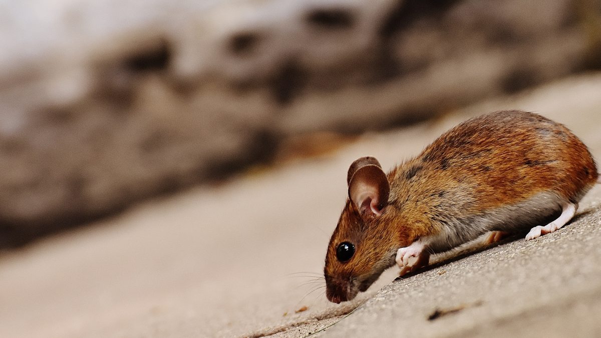 Mouse