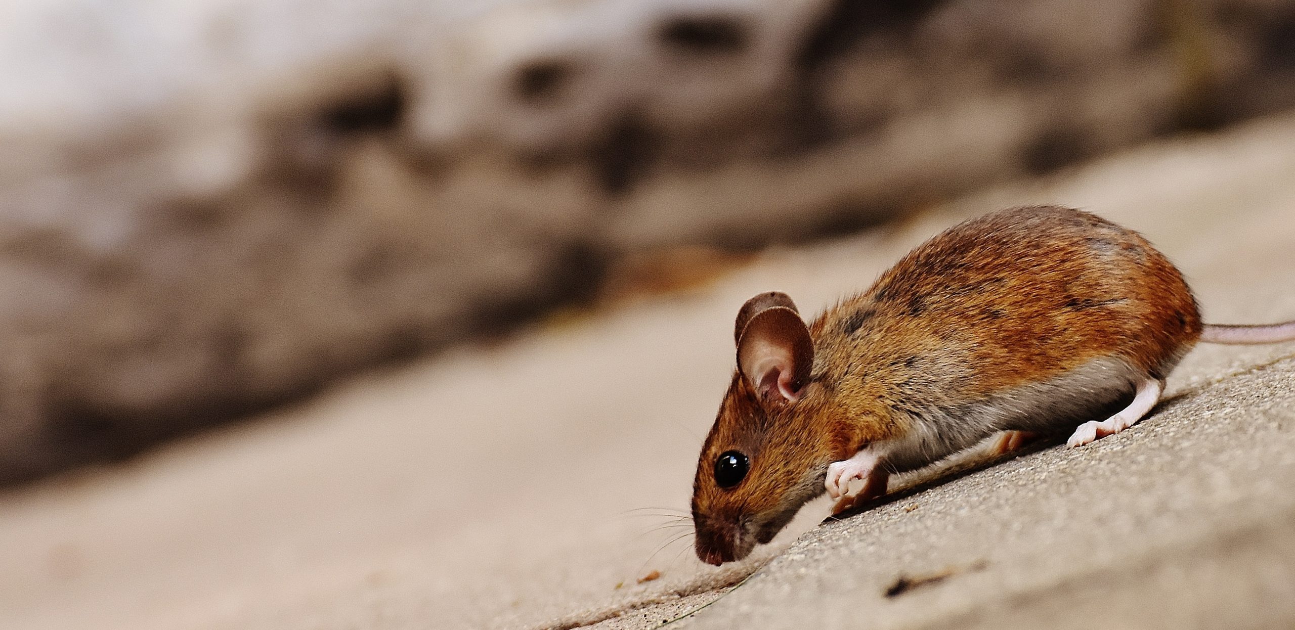 Can Rodents Nesting Indoors Affect Your Indoor Air Quality?