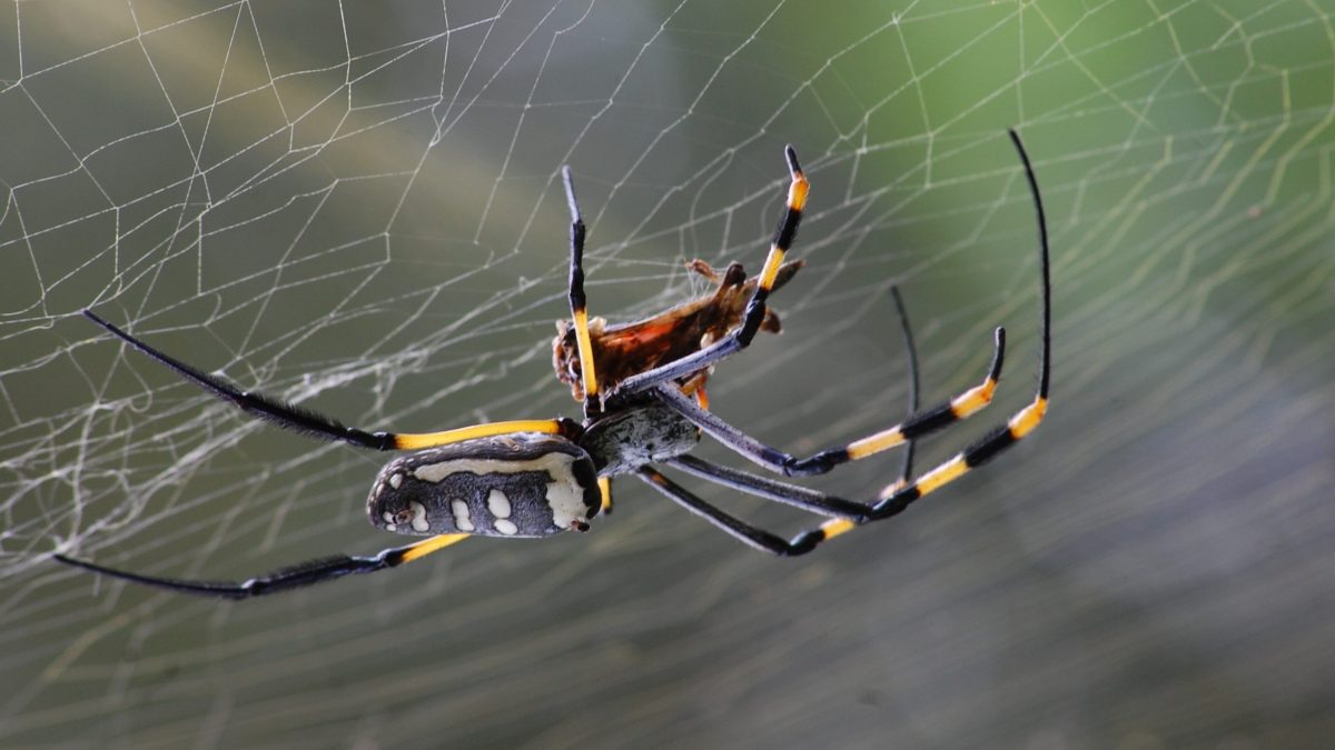 Spider on web