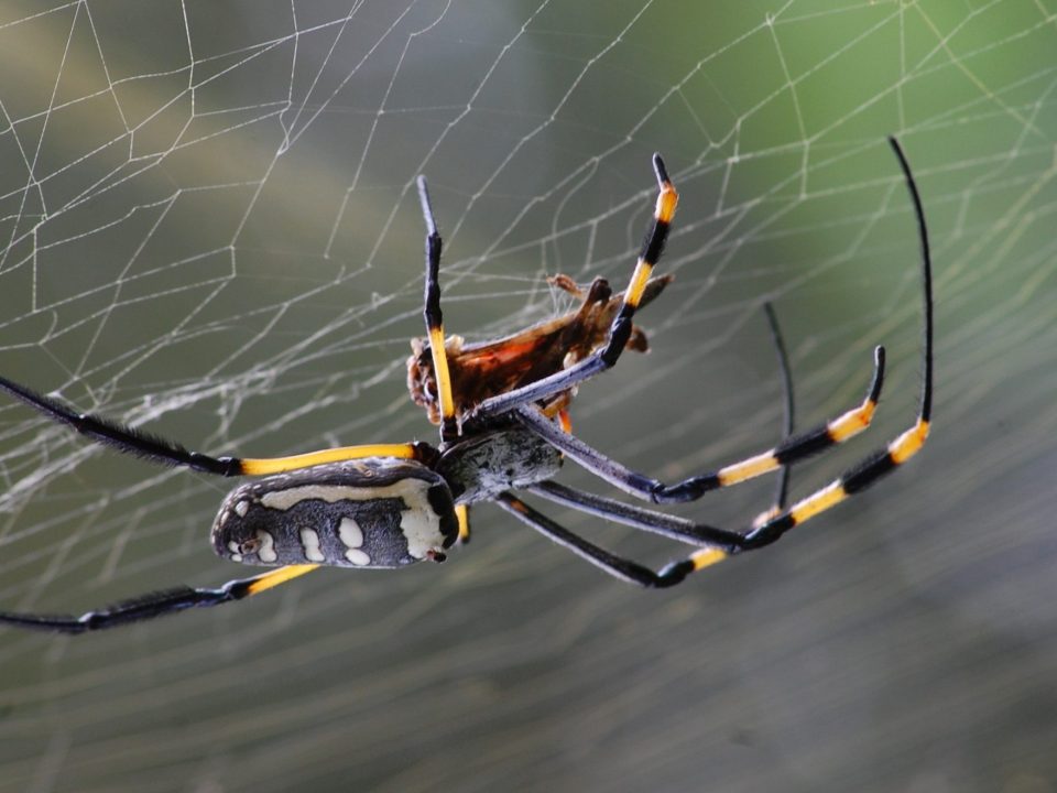 Spider on web