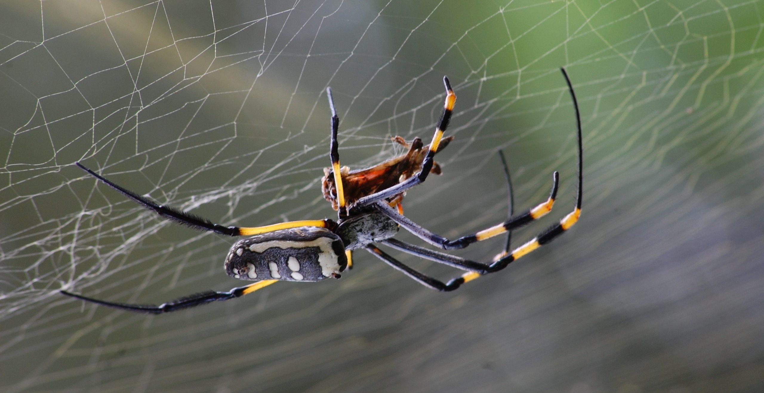 Do Spiders Really Crawl Inside People’s Mouths at Night? Insight Pest