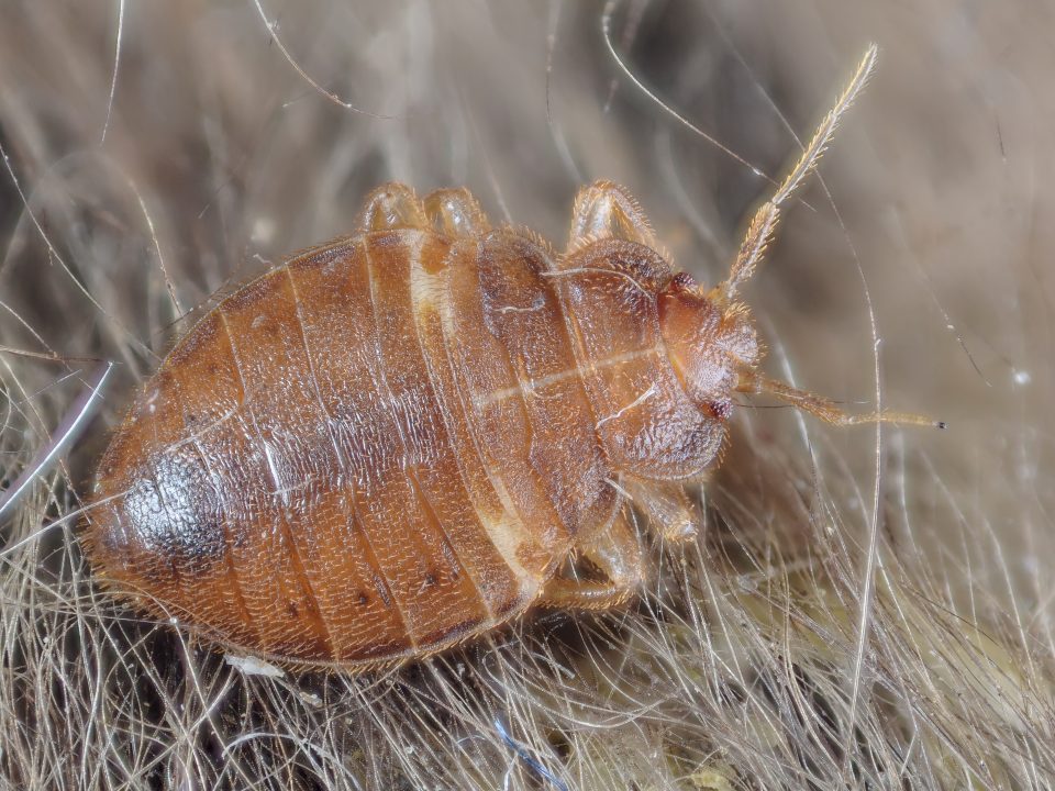 Bed bug larvae