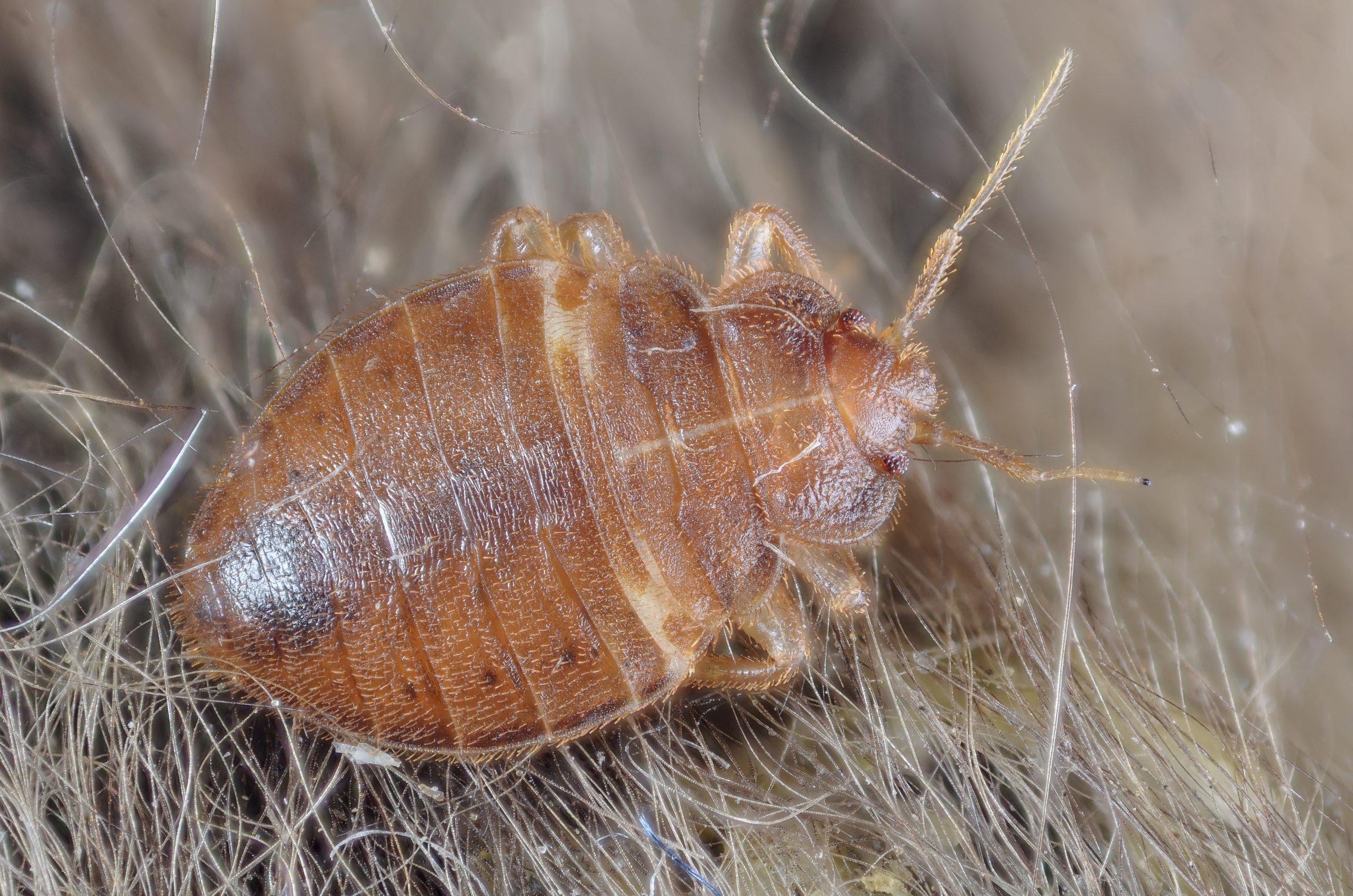 Common Myths About Bed Bugs