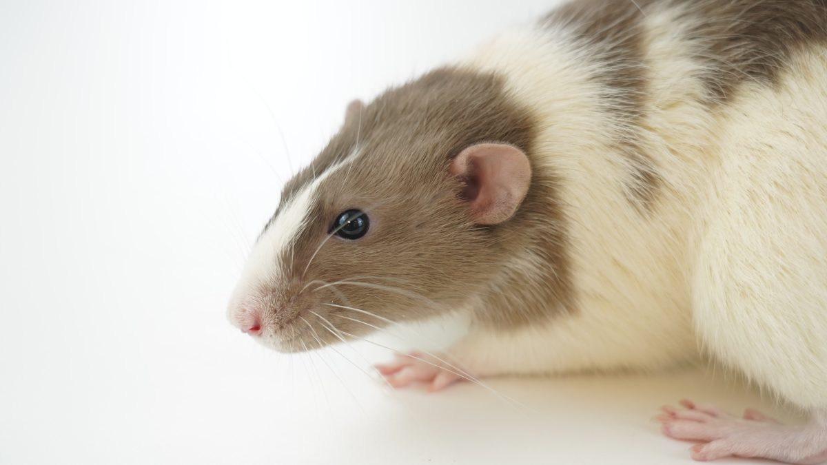 Mouse