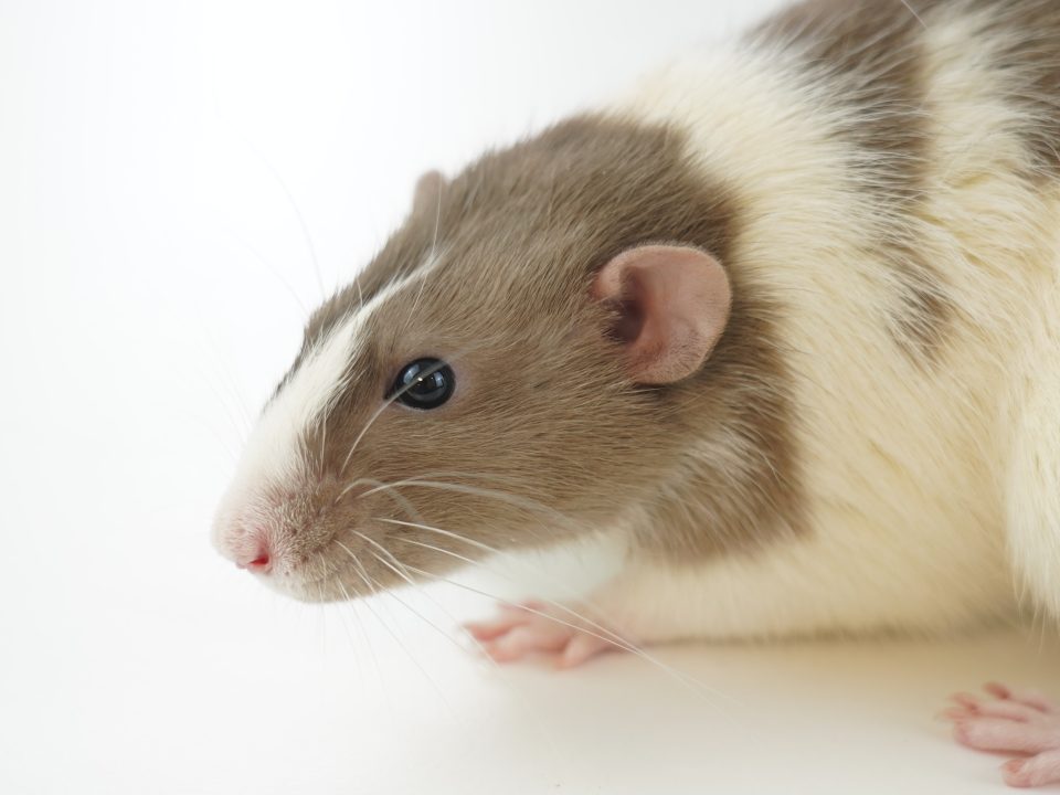 Mouse