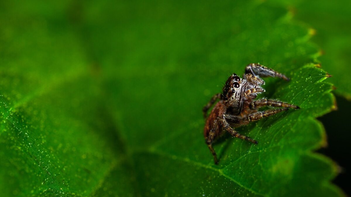 Spider on leaf