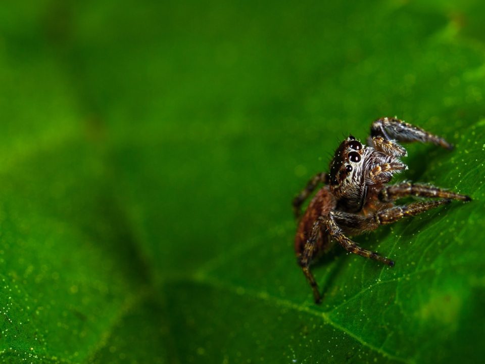 Spider on leaf