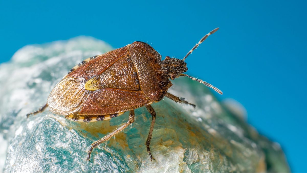 Stink bug