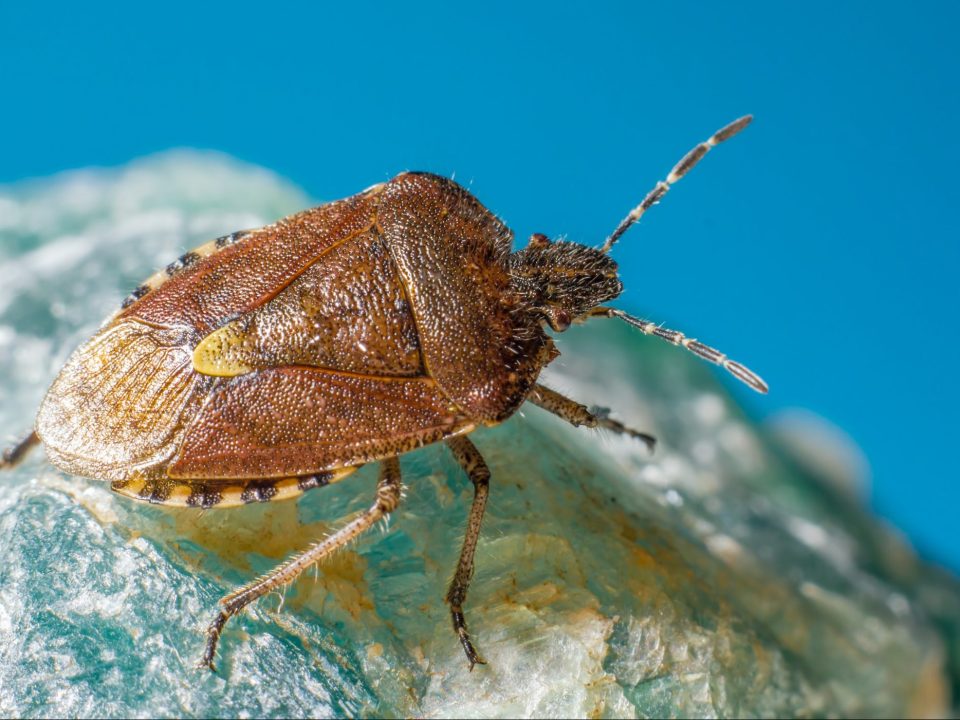 Stink bug