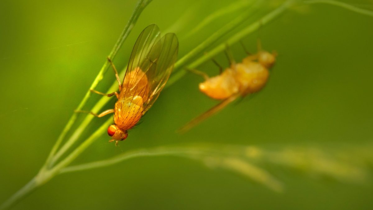 Flies on a plant